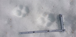 103-106 ulver i Norge i vinter